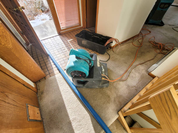 Best Mold removal after water damage  in Hillview, KY
