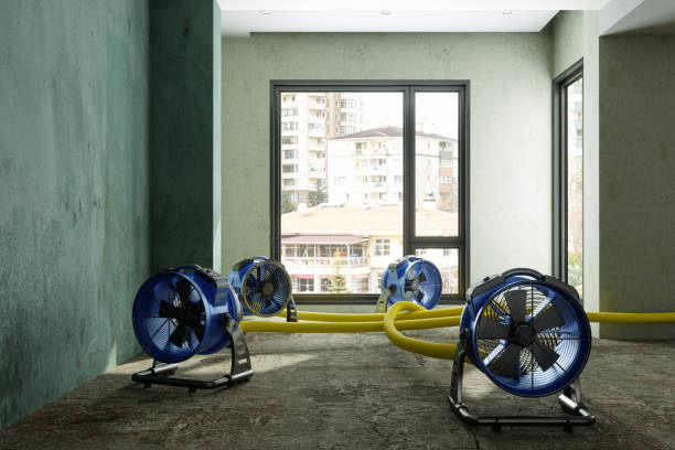 Best Mold removal after water damage  in Hillview, KY